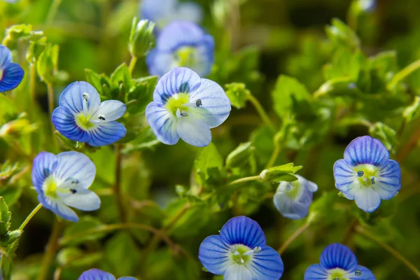 Bireye Speedwell 'in makro fotoğrafı, Veronica Persica, yumuşak doğal ışık altında..