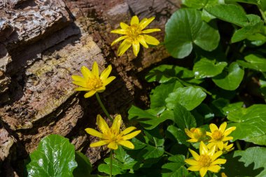 Ficaria verna 'nın parlak sarı çiçekleri baharın başlarında yeşil yaprakların arka planına karşı.