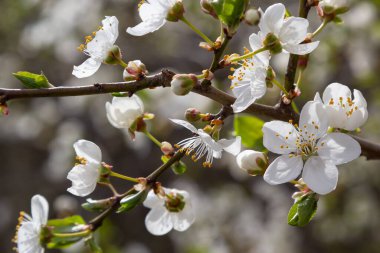 Vahşi beyaz erik çiçekleri güneşli bir bahar gününde ormanda toplanır. Tür Prunus cerasifera namı diğer kiraz eriği veya mirobalan eriği.