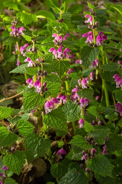 Flores Cor Rosa Urtiga Morta Manchada Lamium Maculatum Lamium Maculatum — Fotografia de Stock