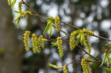Açan boynuz ışını, Carpinus Betulus. Sandıkların ve dalların arka planında enfloresanlar ve genç boynuz demeti yaprakları.