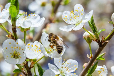 Kafkas eriği çiçekli bal arısı. Prunus cerasifera var.divaricata.