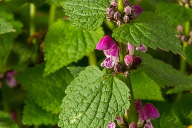 Çiçekli Lamium maculatum Roseum, benekli tavşan, benekli ölü ısırgan otu, mor ejderha.