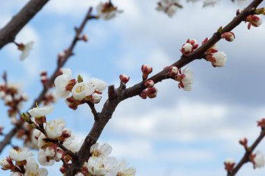 Çiçekli kayısı ağacı. Yumuşak odaklı kayısı ağacı çiçekleri. Ağaç dalında bahar beyaz çiçekleri. Çiçek açmış kayısı ağacı.