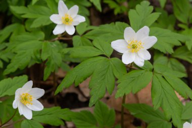 Anemone Nemorosa 'nın beyaz bahar çiçekleri baharda, güneşli bir günde orman zemininde.