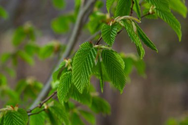 Baharda ilk yaprakları olan bir ağaç dalı. Carpinus orientalis. Yumuşak odak.