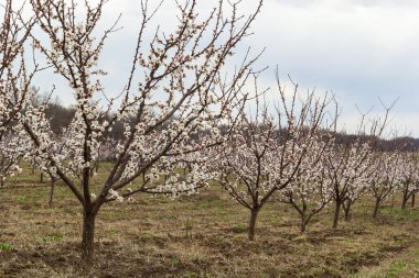 Pembe çiçekli bahar sahnesi. Baharın güneşli bir gününde çiçek açan kayısı ağacıyla güzel bir doğa sahnesi. Bahar çiçekleri. Güzel meyve bahçesi.