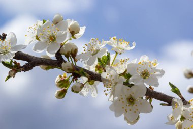 Erik Cerasifera Çiçek açan beyaz erik ağacı. Prunus Cerasifera 'nın beyaz çiçekleri.