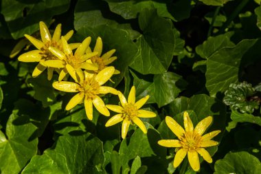 Ficaria verna 'nın parlak sarı çiçekleri baharın başlarında yeşil yaprakların arka planına karşı.