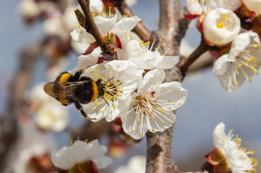 Beyaz kayısı çiçeklerinden polen toplayan sevimli küçük yaban arısı..