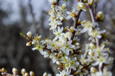 Blackthorn prunus spinosa sloe bitki beyaz çiçek çiçek çiçek ayrıntıları ilkbahar vahşi meyve.