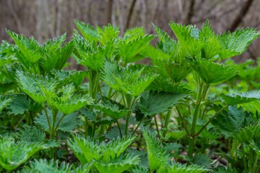 Isırgan otu çalıları. Isırgan yaprakları. Üst Manzara. Botanik desen. Yeşillik yaygın ısırgan otu.