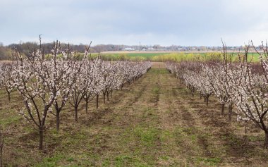 Pembe çiçekli bahar sahnesi. Baharın güneşli bir gününde çiçek açan kayısı ağacıyla güzel bir doğa sahnesi. Bahar çiçekleri. Güzel meyve bahçesi.