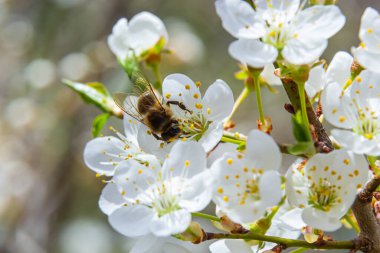 Kafkas eriği çiçekli bal arısı. Prunus cerasifera var.divaricata.
