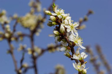 Prunus spinosa, gülgiller (Rosaceae) familyasından bir kuş türü. Prunus spinosa, blackthorn ya da sloe ağacı denir ilkbaharda açan.