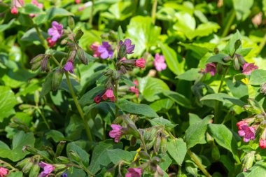Pulmonaria officinalis ya da yaygın adıyla Ciğerotu, Mary 'nin gözyaşları ya da Meryem Ana' nın süt damlaları Pulmonaria familyasından sonsuza dek yeşil otçul bir bitki türü..