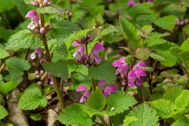 Çiçekli Lamium maculatum Roseum, benekli tavşan, benekli ölü ısırgan otu, mor ejderha.