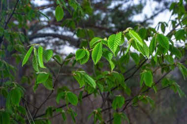 Açan boynuz ışını, Carpinus Betulus. Sandıkların ve dalların arka planında enfloresanlar ve genç boynuz demeti yaprakları.