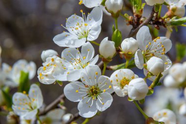 Prunus divaricata, Bahar çiçekleri, Prunus Divaricata, Bahar Sakaru mevsiminde açan beyaz çiçekler. Makro yakın çekim.