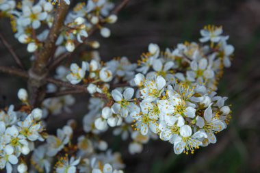Prunus spinosa, gülgiller (Rosaceae) familyasından bir kuş türü. Prunus spinosa, blackthorn ya da sloe ağacı denir ilkbaharda açan.