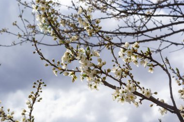 Vahşi beyaz erik çiçekleri güneşli bir bahar gününde ormanda toplanır. Tür Prunus cerasifera namı diğer kiraz eriği veya mirobalan eriği.