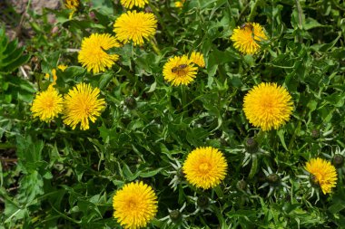 Bal arısı sarı karahindiba çiçeği, Taraxacum sarı çiçek doğa arka planı.