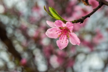 Mavi Gökyüzü Arkaplanındaki Şeftali Ağacında açan Pembe Şeftali Çiçekleri, seçici odak.
