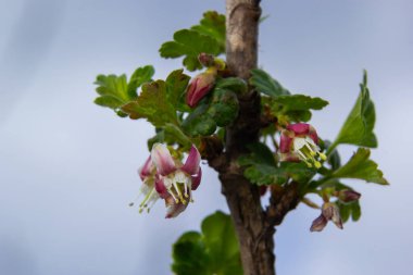 Çiçekler bektaşi üzümü bahçedeki çalıların üzerinde çiçek açıyor, doğa arka planında..