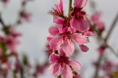 Mavi Gökyüzü Arkaplanındaki Şeftali Ağacında açan Pembe Şeftali Çiçekleri, seçici odak.