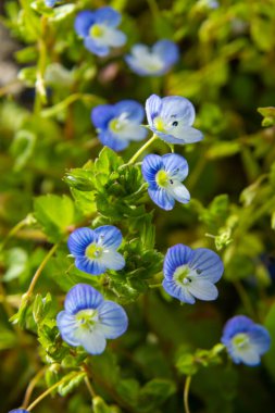 Bireye Speedwell 'in makro fotoğrafı, Veronica Persica, yumuşak doğal ışık altında..