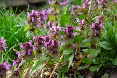 Benekli, ölü lamium maculatum pembe çiçekleri. Lamium maculatum çiçekleri yakın çekim.