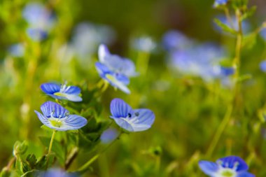 Bireye Speedwell 'in makro fotoğrafı, Veronica Persica, yumuşak doğal ışık altında..