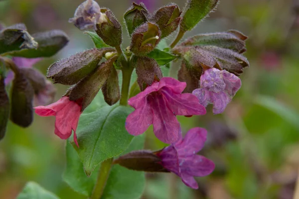Pulmonaria officinalis ya da yaygın adıyla Ciğerotu, Mary 'nin gözyaşları ya da Meryem Ana' nın süt damlaları Pulmonaria familyasından sonsuza dek yeşil otçul bir bitki türü..