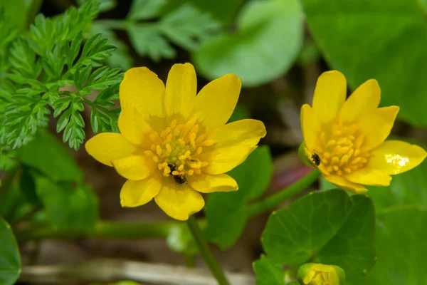Leuchtend Gelbe Blüten Der Ficaria Verna Vor Einem Hintergrund Grüner — Stockfoto