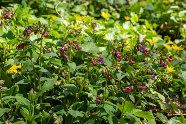 Pulmonaria Officinalis Uma Planta Herbácea Rizomatosa Perene Gênero Pulmonaria Conhecida — Fotografia de Stock