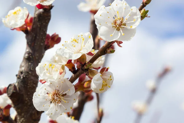 Çiçekli kayısı ağacı. Yumuşak odaklı kayısı ağacı çiçekleri. Ağaç dalında bahar beyaz çiçekleri. Çiçek açmış kayısı ağacı.
