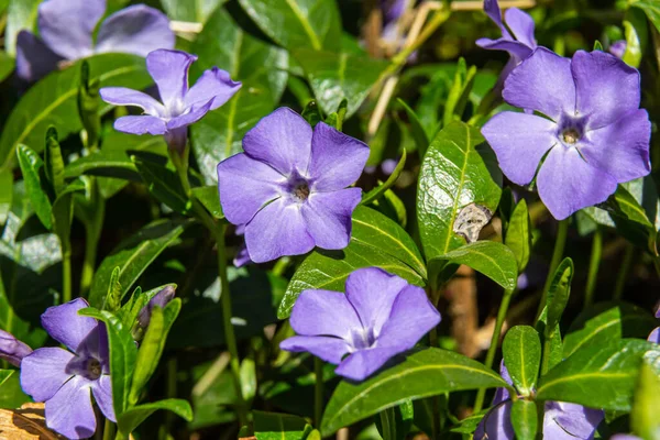 Beautiful Purple Flowers Vinca Background Green Leaves Vinca Minor Small — Stock Photo, Image