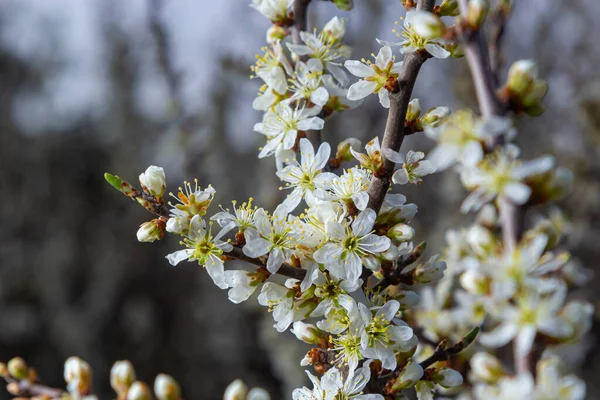 Blackthorn prunus spinosa sloe bitki beyaz çiçek çiçek çiçek ayrıntıları ilkbahar vahşi meyve.