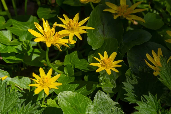 Heldere Gele Bloemen Van Ficaria Verna Tegen Een Achtergrond Van — Stockfoto