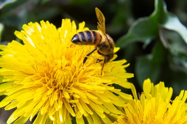 Çayırdaki sarı karahindiba çiçekli küçük beyaz tüylü yabani arıya yaklaş..