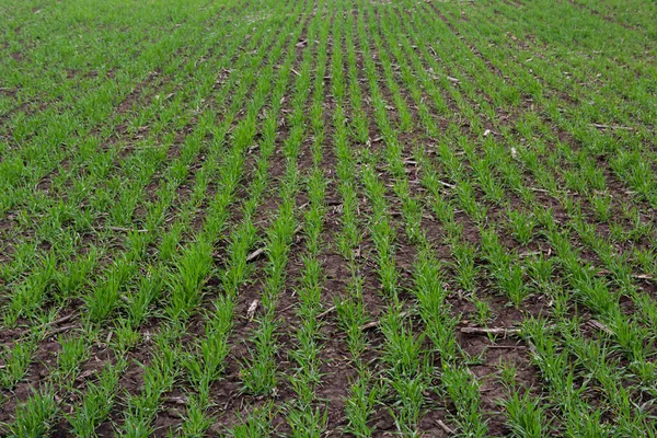 Sıra sıra yeşil filizler, tarım kavramı, buğday ya da çavdar tarlası ekimi.