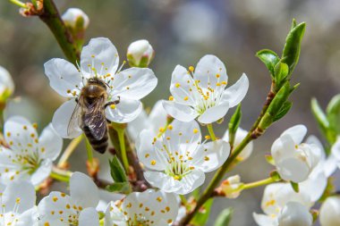 Kafkas eriği çiçekli bal arısı. Prunus cerasifera var.divaricata.