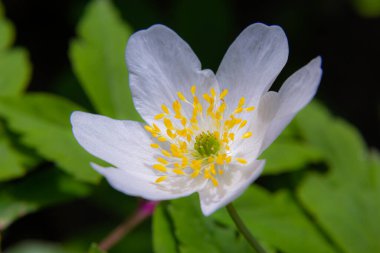Ağaçların ve mavi gökyüzünün bulanık arka planına sahip beyaz çiçekler. Meşe ormanlarında güzel nemorolar çiçek açıyor. Çiçek mevsimlik duvar kâğıdı.