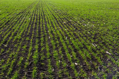 Bir alanda büyüyen genç buğday fidan. Buğday toprağa büyüyen genç yeşil.