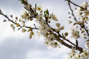 Erik Cerasifera Çiçek açan beyaz erik ağacı. Prunus Cerasifera 'nın beyaz çiçekleri.