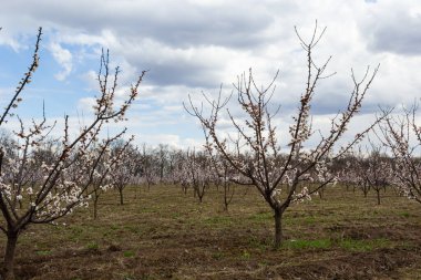 Pembe çiçekli bahar sahnesi. Baharın güneşli bir gününde çiçek açan kayısı ağacıyla güzel bir doğa sahnesi. Bahar çiçekleri. Güzel meyve bahçesi.