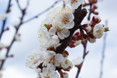 Çiçekli kayısı ağacı. Yumuşak odaklı kayısı ağacı çiçekleri. Ağaç dalında bahar beyaz çiçekleri. Çiçek açmış kayısı ağacı.