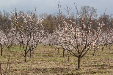 Pembe çiçekli bahar sahnesi. Baharın güneşli bir gününde çiçek açan kayısı ağacıyla güzel bir doğa sahnesi. Bahar çiçekleri. Güzel meyve bahçesi.