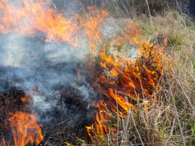 Burning old dry grass. Tongues red flame and burning dry yellowed grass in smoke.