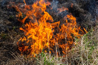 Bahçede eski kuru otları yakmak. Tarlada yanan kuru otlar. Orman yangını. Sakal tarlası çiftçiler tarafından yakılıyor. Sahada yangın.